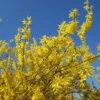 Forsythia X Intermedia Gold Rausch - Mimosa De Paris 1 Forsythia X Intermedia Gold Rausch - Mimosa De Paris -Boutique Pafurme Forsythia x intermedia Gold Rausch 100111 1