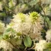 Fothergilla Gardenii -Boutique Pafurme Fothergilla gardenii copyright 84079 1