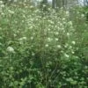 Fothergilla Major - Grand Fothergilla -Boutique Pafurme Fothergilla major 781622 1