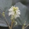 Fothergilla Intermedia Blue Shadow -Boutique Pafurme Fothergilla major Blue Shadow 9557 1