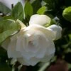Gardenia Jasminoides Double Mint -Boutique Pafurme Gardenia jasminoides Double Mint 85081 1
