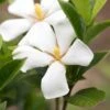 Gardenia Jasminoides Sweet Star First Editions