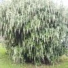 Garrya Elliptica James Roof -Boutique Pafurme Garrya elliptica James Roof 84082 1
