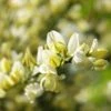 Genêt Précoce - Cytisus X Praecox -Boutique Pafurme Genet precoce Cytisus x praecox LD 1000961 1