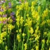 Genista Sagittalis - Genêt Ailé -Boutique Pafurme Genista sagittalis 84603 1