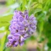 Glycine Frutescens - Wisteria Frutescens -Boutique Pafurme Glycine frutescens Wisteria frutescens copyright 1009311 1