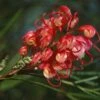 Grevillea Johnsonii 1 Grevillea Johnsonii -Boutique Pafurme Grevillea johnsonii 83328 1