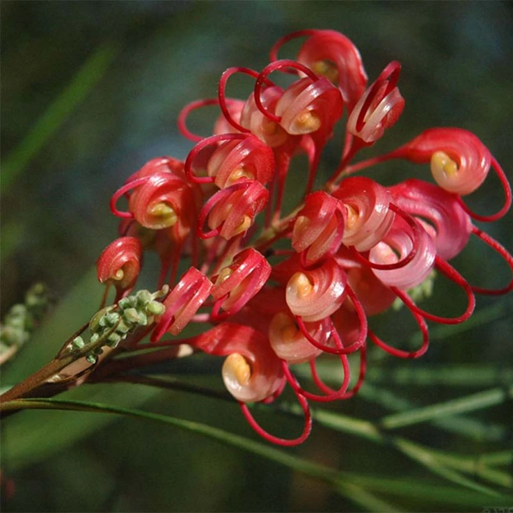 Grevillea Johnsonii 3 Grevillea Johnsonii