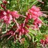 Grevillea Rosmarinifolia -Boutique Pafurme Grevillea rosmarinifolia 83333 1