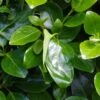 Griselinia Littoralis Emerald - Griselinie Du Littoral -Boutique Pafurme Griselinia littoralis Emerald 83336 1