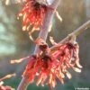 Hamamelis Intermedia Diane - Noisetier De Sorcière -Boutique Pafurme HAMAMELIS INTERMEDIA DIANE 781637 1