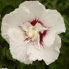 Hibiscus Syriacus French Point - Althéa à Fleurs Doubles -Boutique Pafurme HIBISCUS FRENCH POINT 781967 1