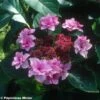 Hortensia - Hydrangea Macrophylla Etoile Violette -Boutique Pafurme HORTENSIA ETOILE VIOLETTE 9523 1