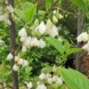 Halesia Carolina - Arbre Aux Cloches D'argent -Boutique Pafurme Halesia Carolina 9657 1