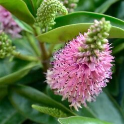 Hebe Linda - Véronique Arbustive