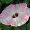 Hibiscus Moscheutos Fujin - Hibiscus Des Marais Nain 2 Hibiscus Moscheutos Fujin - Hibiscus Des Marais Nain -Boutique Pafurme Hibiscus moscheutos Fujin 89522 1