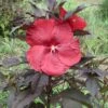 Hibiscus Moscheutos Geant Red - Hibiscus Des Marais En Pot De 1L/1,5L 2 Hibiscus Moscheutos Geant Red - Hibiscus Des Marais En Pot De 1L/1,5L -Boutique Pafurme Hibiscus moscheutos Geant Red Hibiscus des marais en pot de 1L15L IF 15637 1