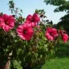 Hibiscus Moscheutos PLANET Griotte - Hibiscus Des Marais -Boutique Pafurme Hibiscus moscheutos PLANET Griotte TANGRI 82331 1