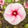 Hibiscus Moscheutos Pink Candy - Hibiscus Des Marais -Boutique Pafurme Hibiscus moscheutos Pink Candy 100637 1