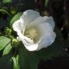 Hibiscus Syriacus Diana - Althéa Blanc -Boutique Pafurme Hibiscus syriacus Diana 88712 1