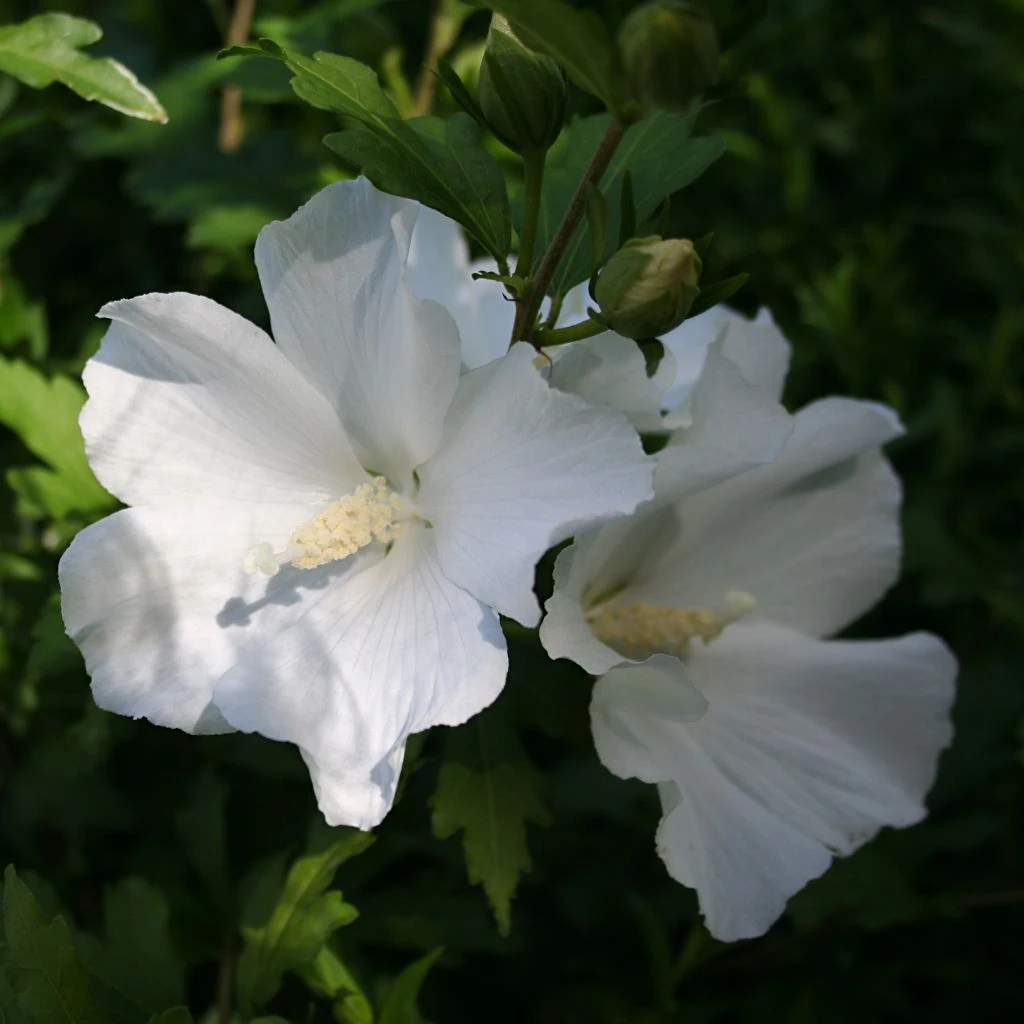 Hibiscus Syriacus Eléonore - Althéa Simple, Blanc Pur 3 Hibiscus Syriacus Eléonore - Althéa Simple, Blanc Pur