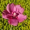 Hibiscus Syriacus Flower Tower Ruby - Althea -Boutique Pafurme Hibiscus syriacus Flower Tower Ruby Althea rose rouge fonce copyright 179010 1