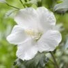 Hibiscus Syriacus Flower Tower White - Althea Blanc 1 Hibiscus Syriacus Flower Tower White - Althea Blanc -Boutique Pafurme Hibiscus syriacus Flower Tower White Gandini van Aart Althea blanc copyright 17191 1