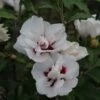 Hibiscus Syriacus Lady Stanley - Althéa Semi-double Bicolore -Boutique Pafurme Hibiscus syriacus Lady Stanley 81337 1