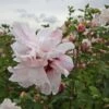 Hibiscus Syriacus Leopoldii - Althea En Arbre 2 Hibiscus Syriacus Leopoldii - Althea En Arbre -Boutique Pafurme Hibiscus syriacus Leopoldii 100642 1