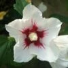 Hibiscus Syriacus Red Heart - Mauve En Arbre -Boutique Pafurme Hibiscus syriacus Red Heart 1001182 1 1