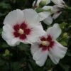 Hibiscus Syriacus Shintaeyang - Althéa Blanc à Coeur Rouge Cerise 2 Hibiscus Syriacus Shintaeyang - Althéa Blanc à Coeur Rouge Cerise -Boutique Pafurme Hibiscus syriacus Shintaeyang 81338 1