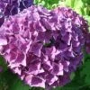 Hortensia - Hydrangea Macrophylla Hovaria Hobergine 1 Hortensia - Hydrangea Macrophylla Hovaria Hobergine -Boutique Pafurme Hortensia Hobergine 67795 1