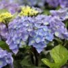 Hortensia - Hydrangea Macrophylla Black Steel Purple -Boutique Pafurme Hortensia Hydrangea macrophylla Black Steel Purple IF 17907 1