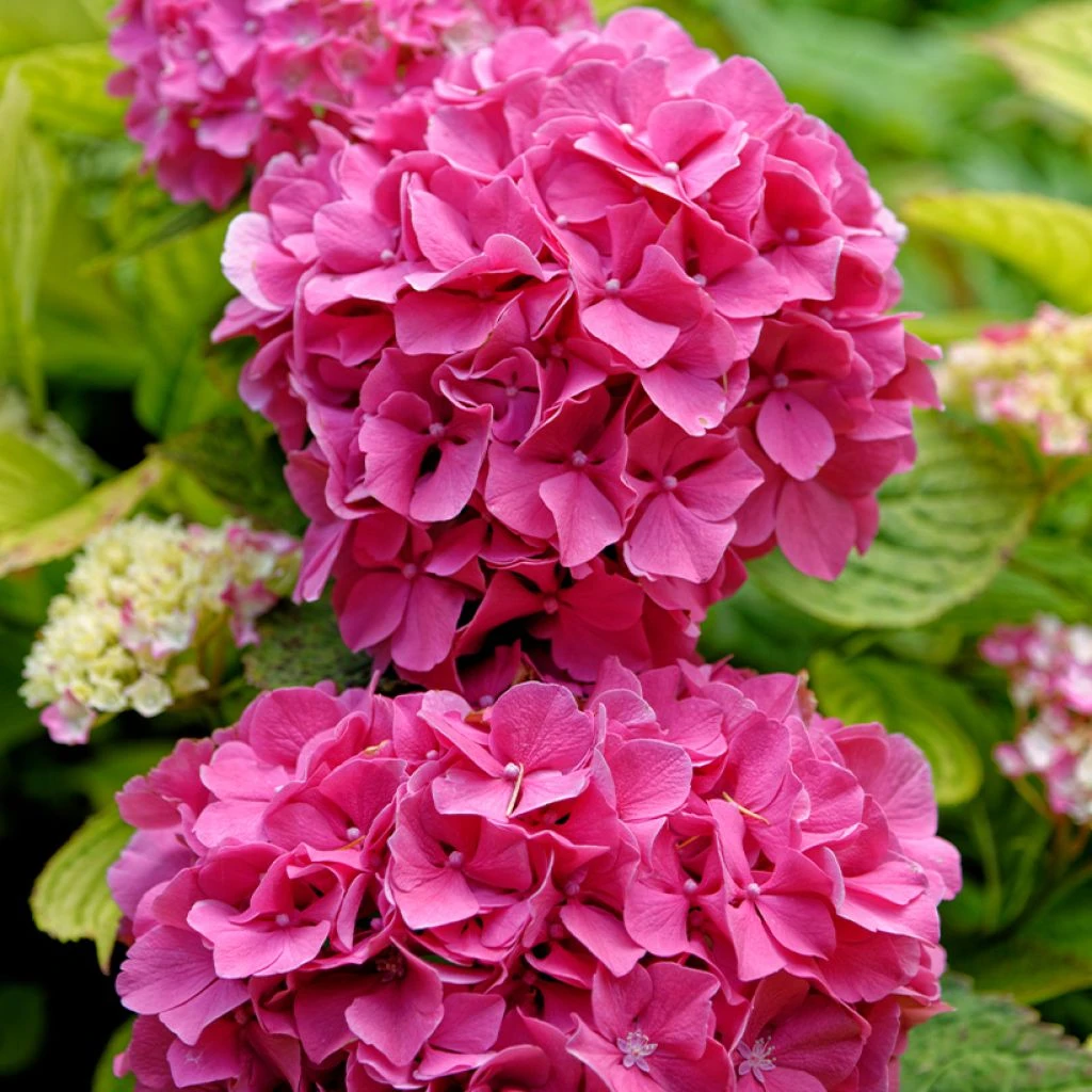 Hortensia - Hydrangea Macrophylla Pink Pop 3 Hortensia - Hydrangea Macrophylla Pink Pop