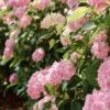Hortensia - Hydrangea Macrophylla Soft Pink Salsa -Boutique Pafurme Hortensia Hydrangea macrophylla Soft Pink Salsa Music Collection copyright 183431 1