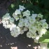 Hortensia - Hydrangea Serrata White On White 2 Hortensia - Hydrangea Serrata White On White -Boutique Pafurme Hortensia Hydrangea serrata White on White IF 182991 1