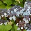 Hortensia - Hydrangea Serrata Shojo -Boutique Pafurme Hortensia Shojo 67827 1