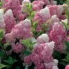 Hydrangea Paniculata Vanille Fraise - Hortensia Paniculé 1 Hydrangea Paniculata Vanille Fraise - Hortensia Paniculé -Boutique Pafurme Hortensia Vanille Fraise Pot de C10L 82017 1