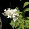 Hortensia - Hydrangea Paniculata White Moth -Boutique Pafurme Hortensia paniculata White Moth 67816 1