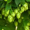 Houblon HOPS (Humulus) - Véritable Houblon De Brassage -Boutique Pafurme Houblon HOPS Humulus Veritable houblon de brassage copyright 17596 1