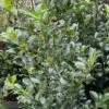 Houx - Ilex X Meserveae Heckenpracht -Boutique Pafurme Houx Ilex x meserveae Heckenpracht V 1001281 1
