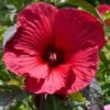 Hibiscus Moscheutos Rouge -Boutique Pafurme Hubiscus moschetos rouge copyright 846041 1