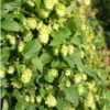 Humulus Lupulus Nordbrau - Houblon Femelle -Boutique Pafurme Humulus lupulus Nordbrau 86447 1