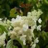 Hydrangea Paniculata Kyushu - Hortensia Paniculé -Boutique Pafurme Hydragea paniculata Kyushu 7865 1 1
