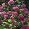 Hortensia Arborescens Bella Anna -Boutique Pafurme Hydrangea Bella Anna 67833 2