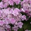 Hortensia - Hydrangea Macrophylla You And Me Forever -Boutique Pafurme Hydrangea You Me Forever 78224 1