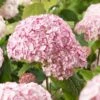 Hortensia Arborescens Candybelle® Bubblegum -Boutique Pafurme Hydrangea arborescens Candybelle Bubblegum 89524 1