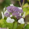Hortensia - Hydrangea Aspera Goldrush -Boutique Pafurme Hydrangea aspera sarg Goldrush 85794 1