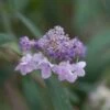 Hortensia - Hydrangea Involucrata -Boutique Pafurme Hydrangea involucrata 85492 1 1
