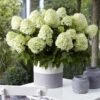 Hydrangea Paniculata Little Spooky - Hortensia Paniculé -Boutique Pafurme Hydrangea little spooky 16579 1